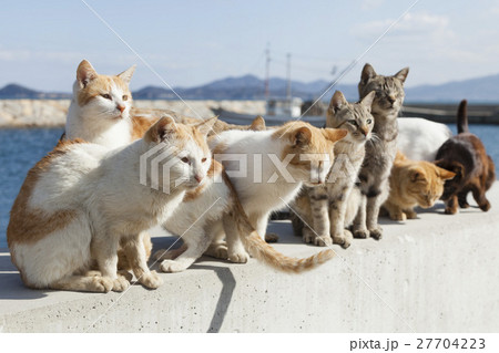 男木島の猫 27704223