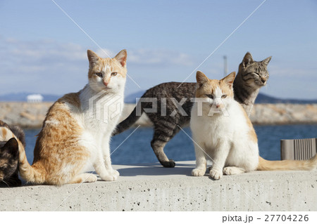 男木島の猫 男木島の猫 27704226