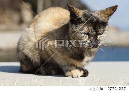 男木島の猫 男木島の猫 27704227