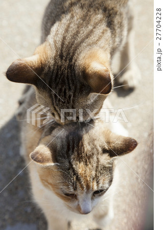 男木島の猫 男木島の猫 27704228