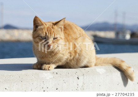 男木島の猫 男木島の猫 27704235