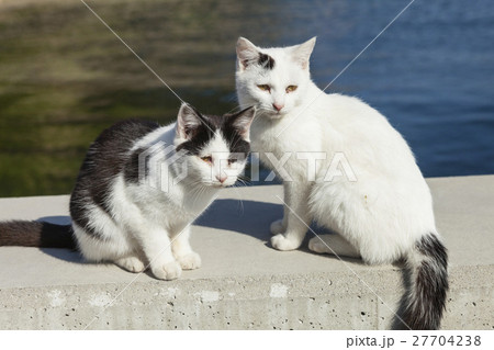 男木島の猫 男木島の猫 27704238