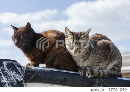 男木島の猫 27704240