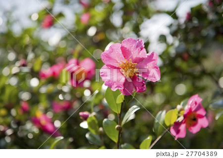 さざんか 27704389