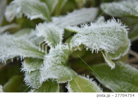 霜の針状結晶 27704754