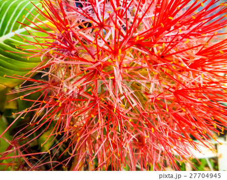 blood flower, powder puff lilly blood flower, powder puff lilly 27704945