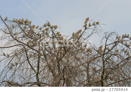 約200匹のすずめ 27705014