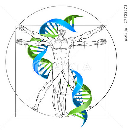 Vitruvian Man DNA 27705273