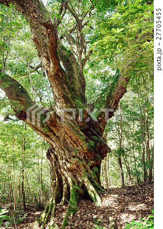 常緑樹、アカガシ、エコロジーイメージ 27705455