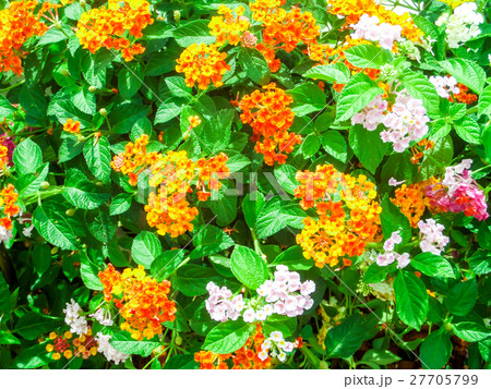 Lantana camara mix light pink orange in  garden 27705799