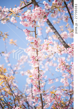 桜 開花 ピンク 晴天 青空 枝 桜 開花 ピンク 晴天 青空 枝 27706083