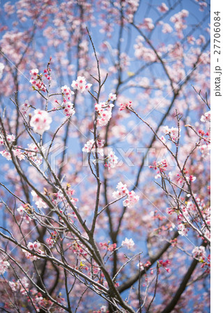 桜 開花 ピンク 晴天 青空 枝 桜 開花 ピンク 晴天 青空 枝 27706084