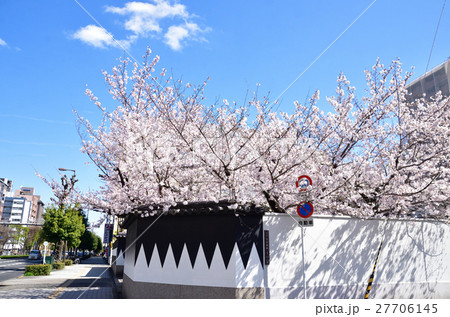 四十七義士の寺　吉祥寺の桜 27706145