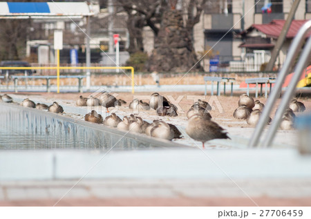 カモ カモ 27706459