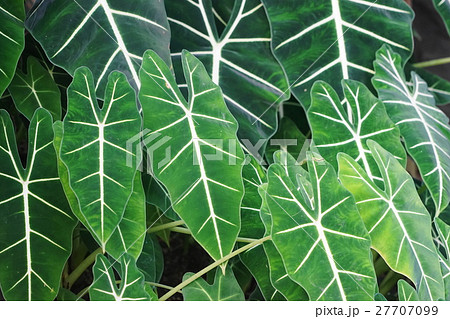 1月観葉植物 アロカシア グリーンベルベット サトイモ科05の写真素材