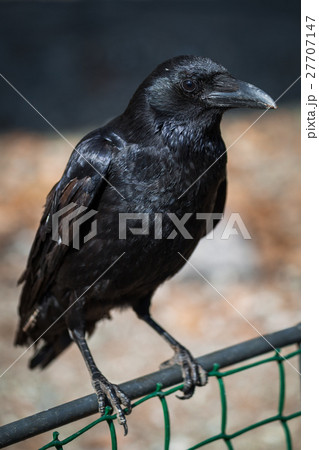 Black crow Black crow 27707147