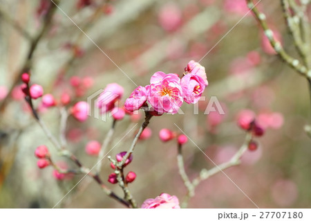 梅ほころぶの写真素材