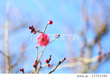 梅ほころぶ 梅ほころぶ 27707390