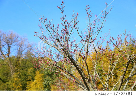 梅ほころぶ 梅ほころぶ 27707391