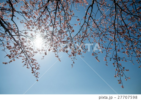 桜　開花　晴天　ピンク　青　緑 27707598