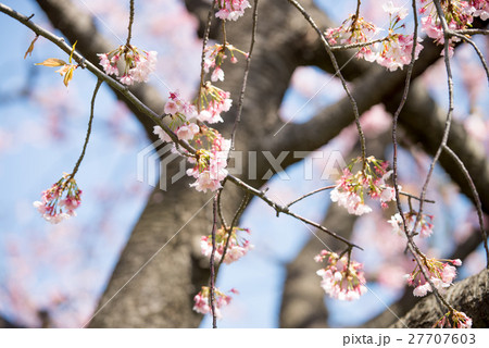桜 開花 晴天 ピンク 青 緑 桜 開花 晴天 ピンク 青 緑 27707603