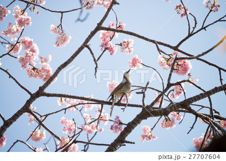 桜 開花 晴天 ピンク 青 緑 桜 開花 晴天 ピンク 青 緑 27707604