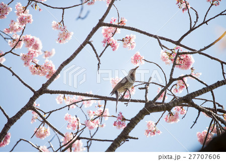 桜 開花 晴天 ピンク 青 緑 ムクドリ 桜 開花 晴天 ピンク 青 緑 ムクドリ 27707606