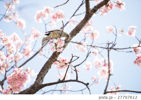 桜　開花　晴天　ピンク　青　緑　ムクドリ 27707612