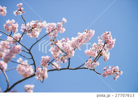 桜 開花 晴天 ピンク 青 緑 桜 開花 晴天 ピンク 青 緑 27707613
