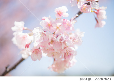 桜 開花 晴天 ピンク 青 緑 チェリーブロッサム スプリング 三月 桜 開花 晴天 ピンク 青 緑 チェリーブロッサム スプリング 三月 27707623