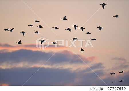 焼けた空と長都沼のマガン 27707659