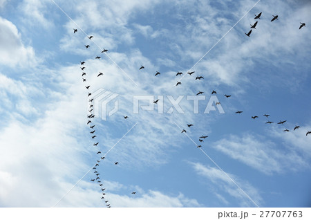 春の渡り鳥・マガン 春の渡り鳥・マガン 27707763