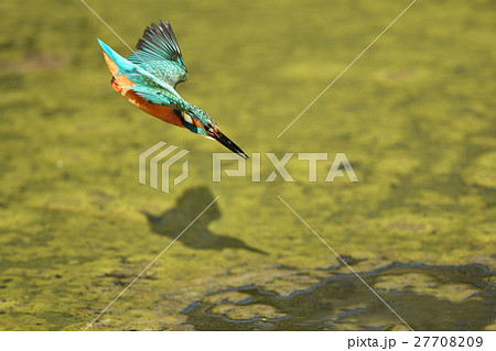 急降下中のカワセミ 27708209