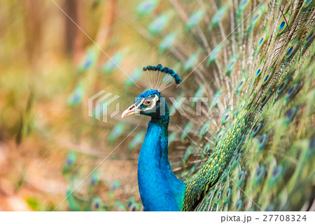 Portrait of beautiful peacock with feathers Portrait of beautiful peacock with feathers 27708324