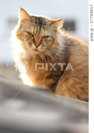 日向ぼっこをする尾道の猫 27709657