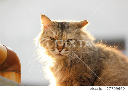 日向ぼっこをする尾道の猫 日向ぼっこをする尾道の猫 27709660