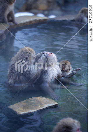 温泉に入るニホンザル 温泉に入るニホンザル 27710916