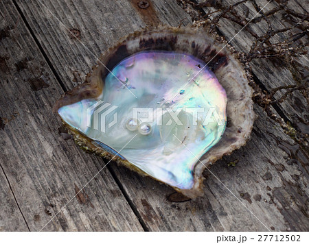 阿古屋貝と真珠二粒 阿古屋貝と真珠二粒 27712502