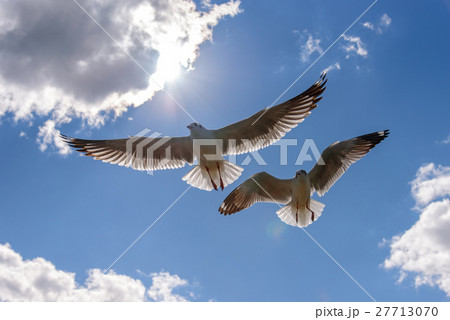 Seagull fly in beautiful sky Seagull fly in beautiful sky 27713070