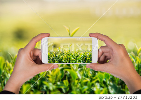 hand holding mobile take photo of Green tea 27713203