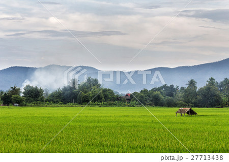 Farmer hut in green rice field 27713438