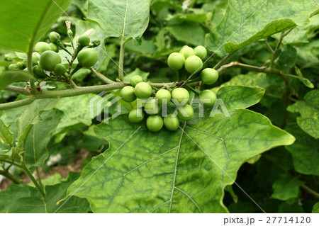 Solanum torvum Solanum torvum 27714120