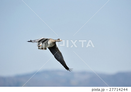 空を飛ぶマガン 27714244