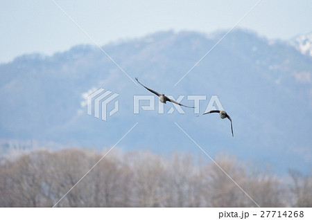 飛んでくるマガン 27714268