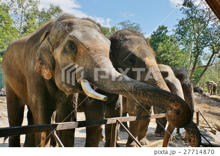 象（Elephant）、動物園（Zoo）、サファリ（Safari） 27714870