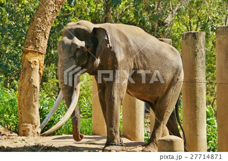 象(Elephant)、動物園(Zoo)、サファリ(Safari) 象(Elephant)、動物園(Zoo)、サファリ(Safari) 27714871