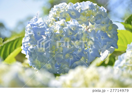 中島公園の紫陽花 中島公園の紫陽花 27714979