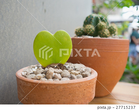 cactus on the wooden desk 27715237
