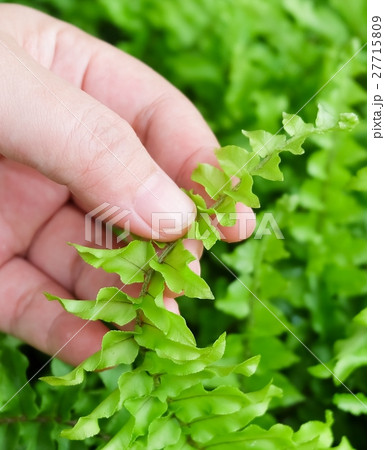 Hand Taking Care of Tassle Ferns in Garden 27715809