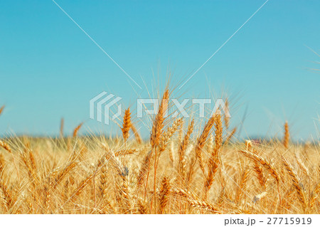 Gold wheat field and blue sky. Gold wheat field and blue sky. 27715919